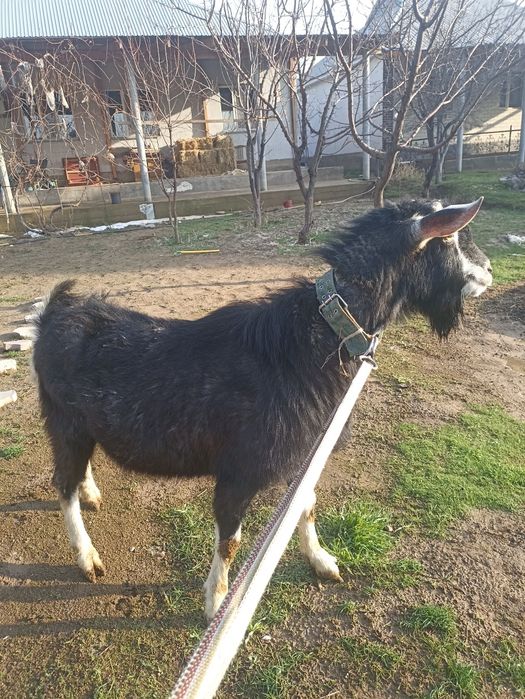 Асыл тұқымды теке