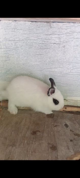 Карлик куёнлар сотилади