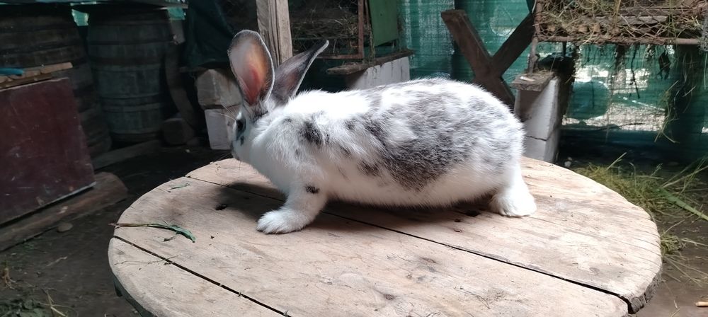 Uriasi germani si fluture german masculi si femele detali in mesaj sa