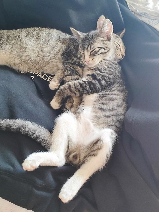 Отдам котят в добрые руки