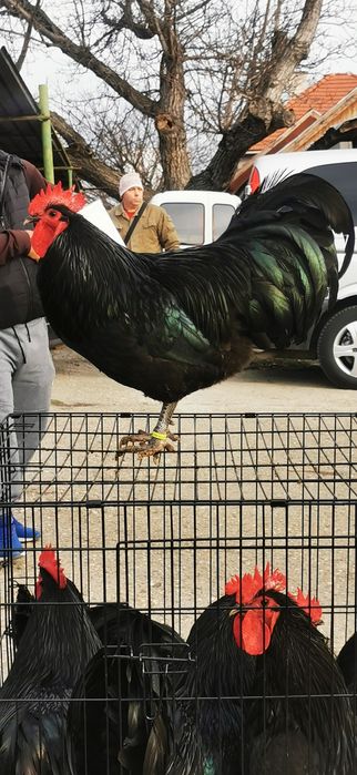 Разплодни яйца от черен австралорп .