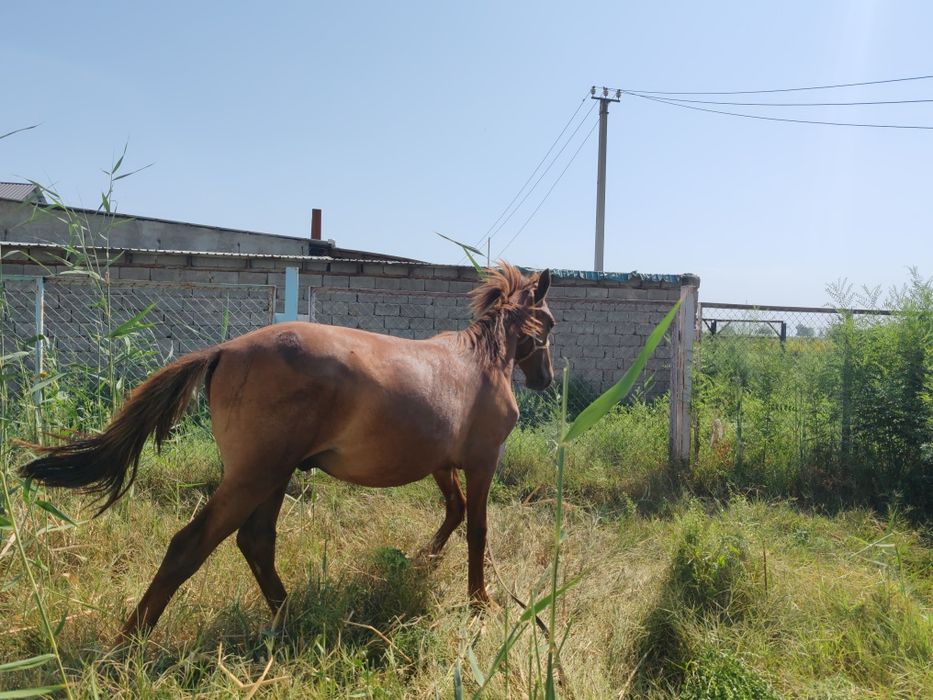 Тай сатылады, 1.5 жасар
