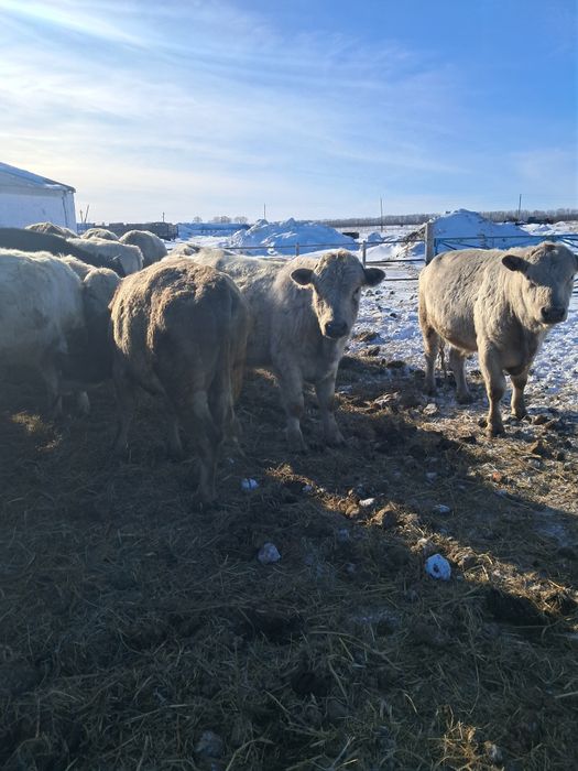 Продаются бычки 2-х 3-х годовалые.