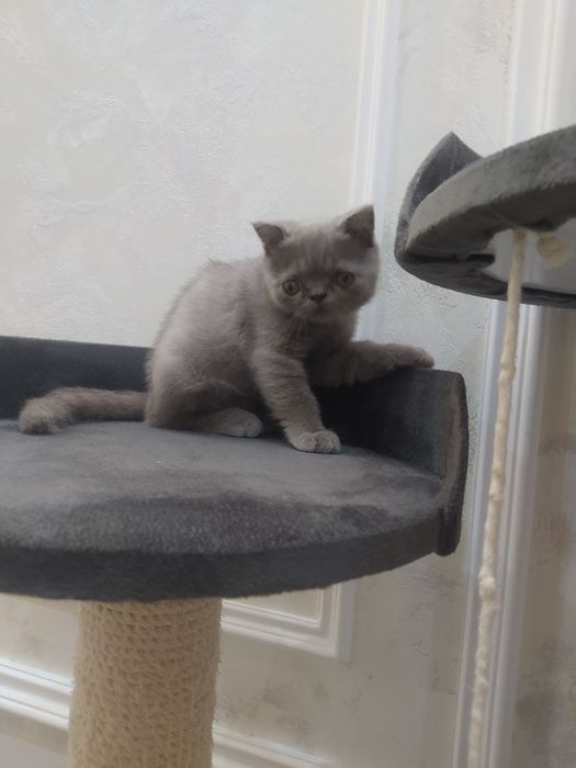 Продается котенок