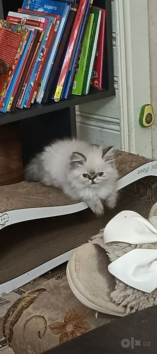 Продается котёнок персидской породы