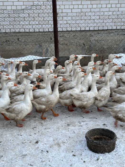 Қаз сатамын домашний