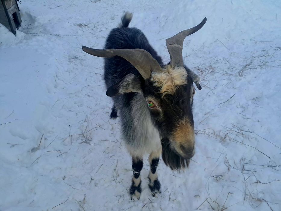 Продам взрослого козла
