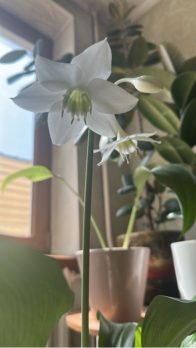 Эухарис амазонский