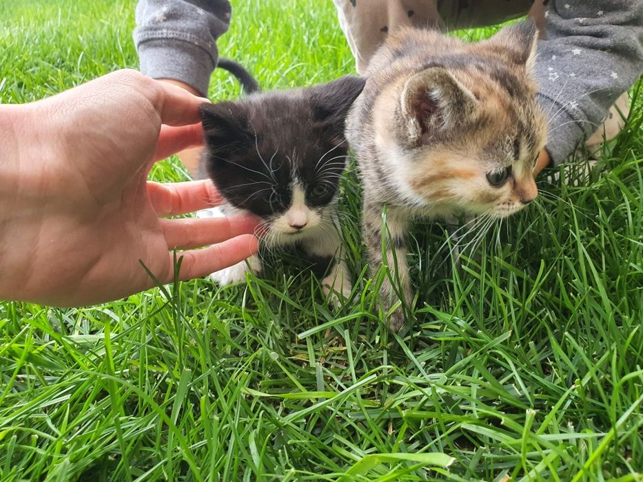 Подарявам котета