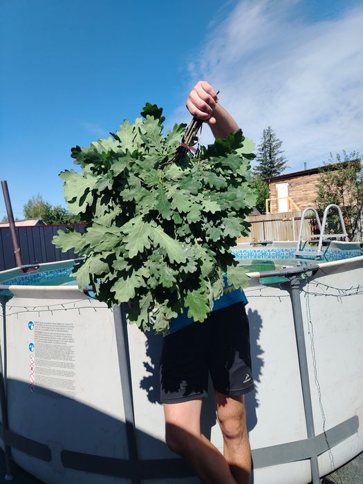 Продам веники дубовые