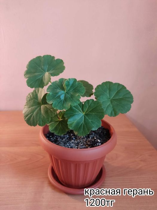 Продам комнатные цветы