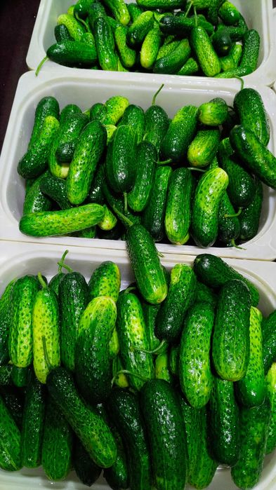 Продам огурцы Миринда