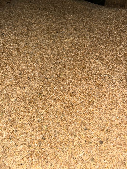 Vând orz și grâu, recolta 2025