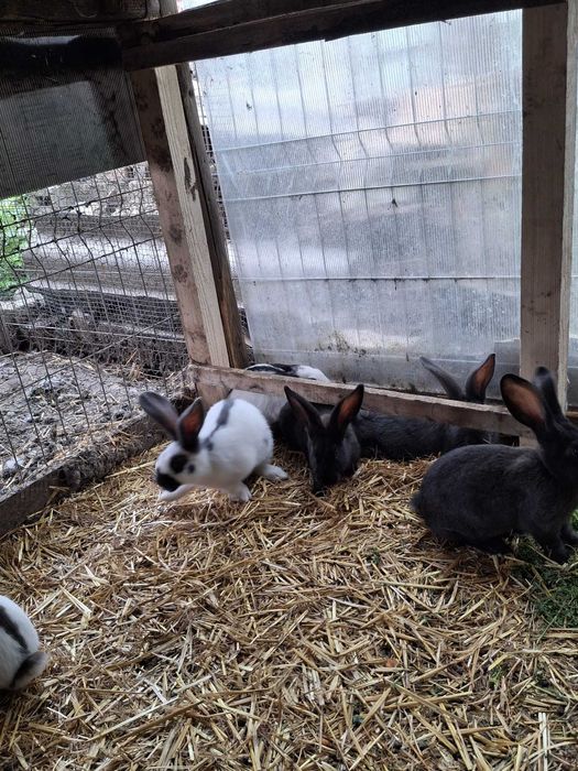 Iepuri fluture german