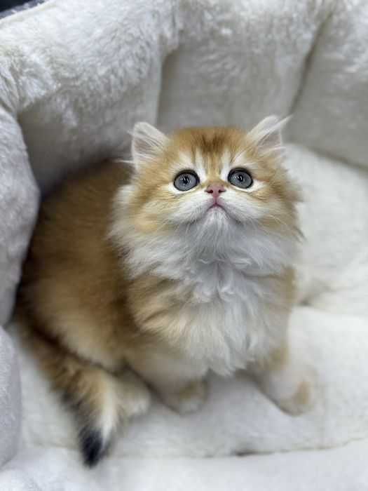 Британская Золотая шиншилла