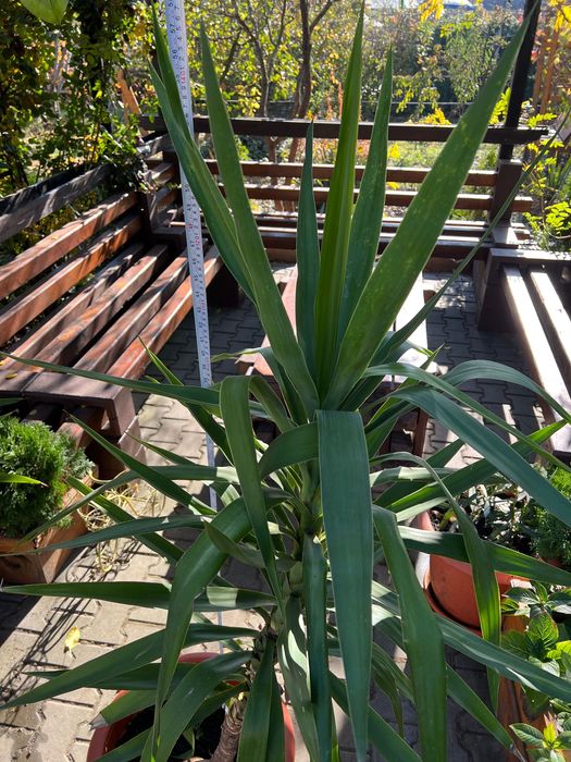 Yucca plantă decorativă