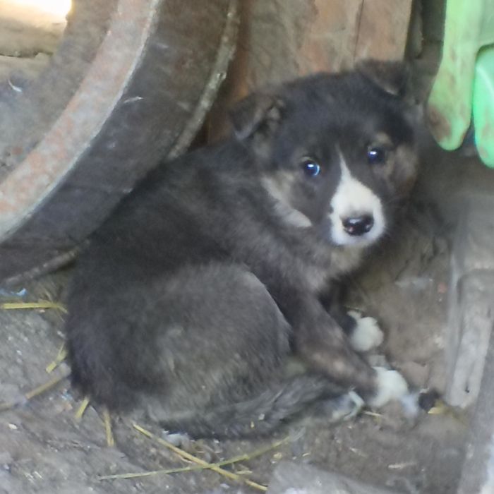 Продам щенок овчарка кушает всё