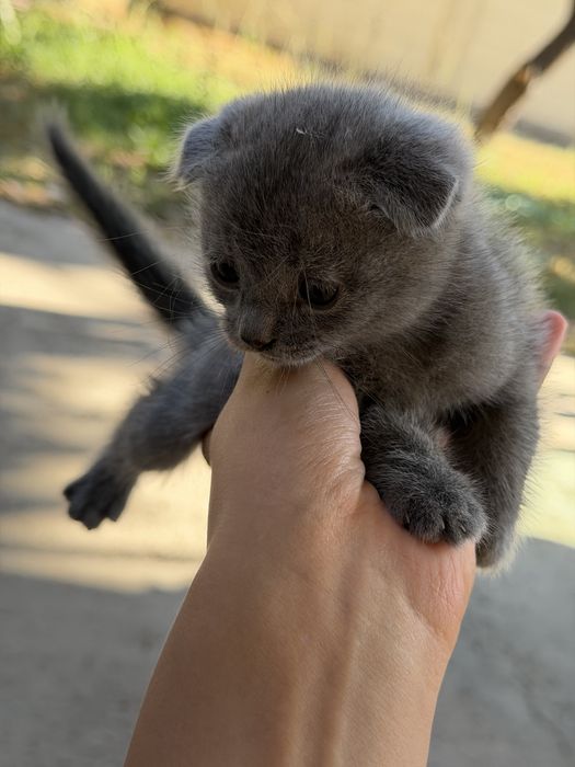 Котята британки продаются