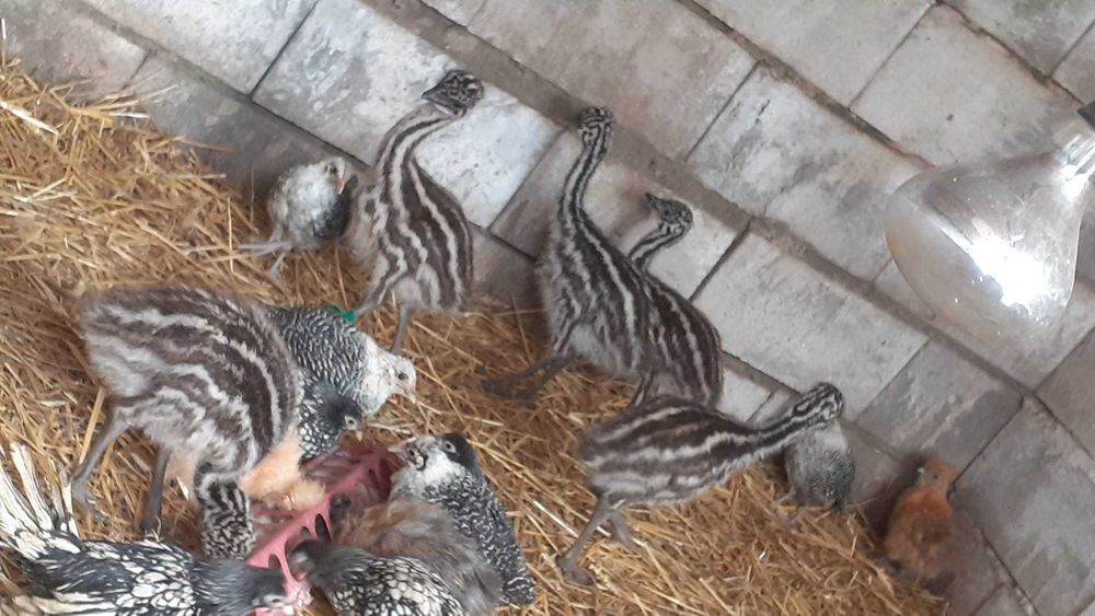 яйца от ему за люпене и консумация