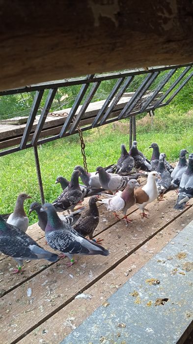 Dau porumbei pe găini