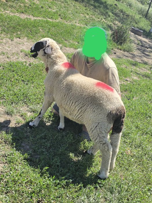 Vînd 2 berbecuți