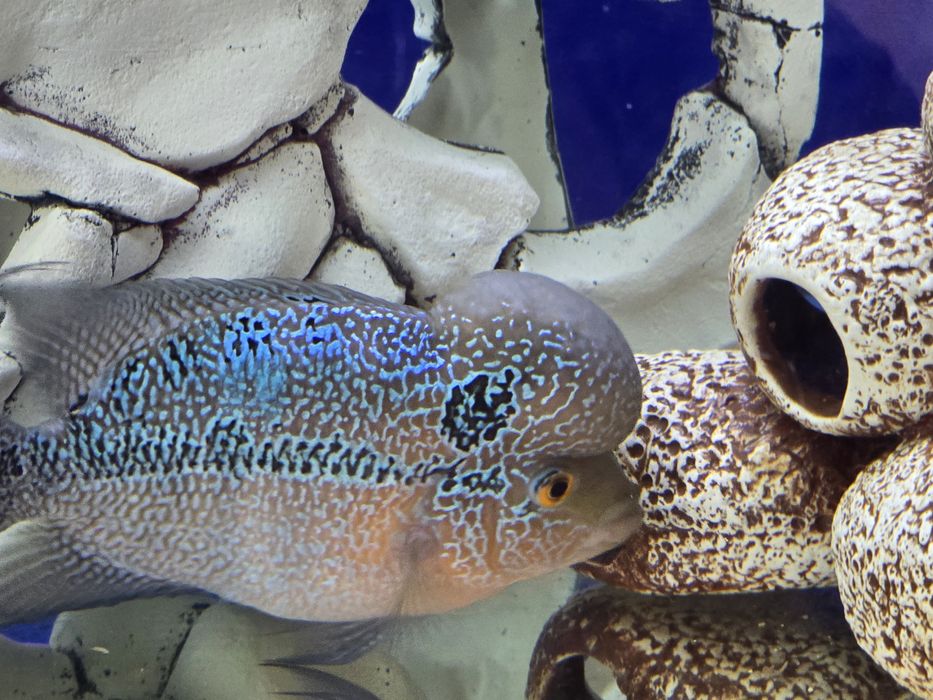 Продам рыбу флауэр хорн