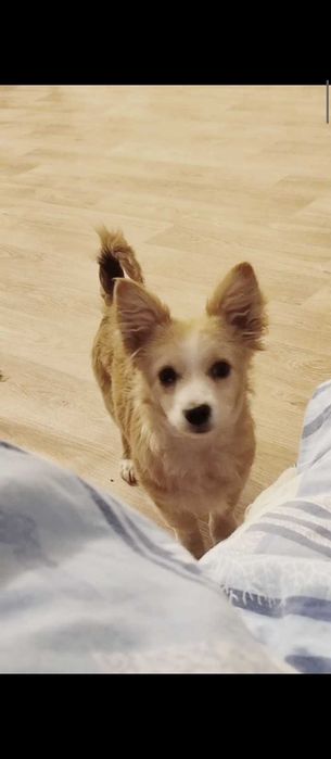 Отдам щенка в добрые руки