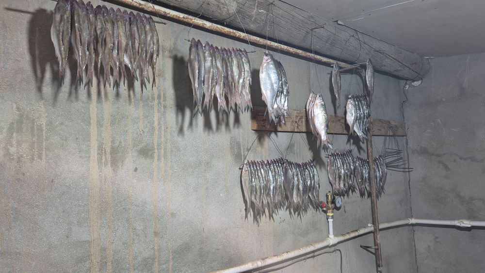 Рыбец вяленный очень вкусный