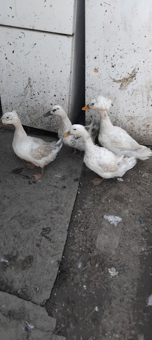 Vând găini românești , 2 labress , 2 gâște și 4 rațe