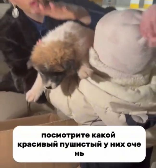 Щенки девочки и мальчики  срочно в добрые руки