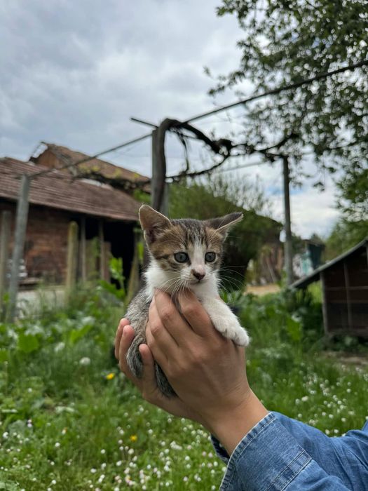 Подарявам  Котенца