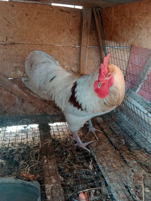 Қораз Ломон браун сатылады