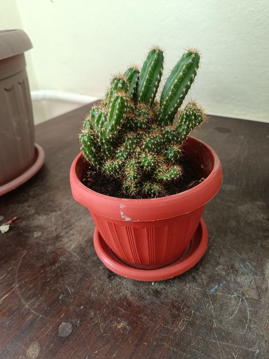 В горшке скалистый кактус