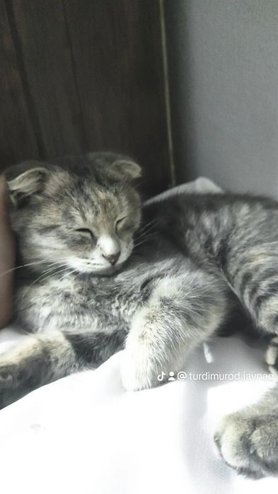 Scottish golf qiz mushugi sotiladi