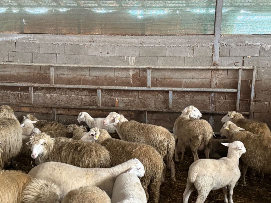 Oi Lacaune și metis de vânzare