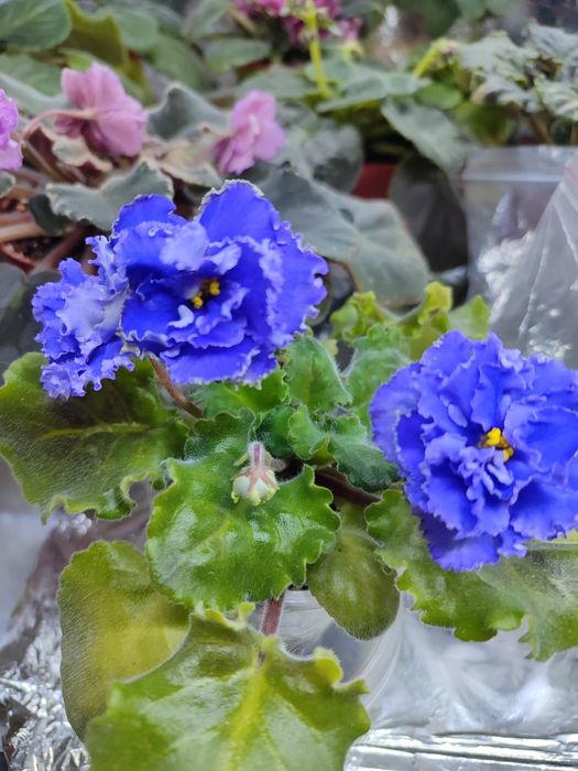 Продаются сортовые ыиалки