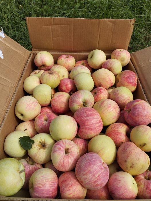 Продам яблоки. Пеструшка