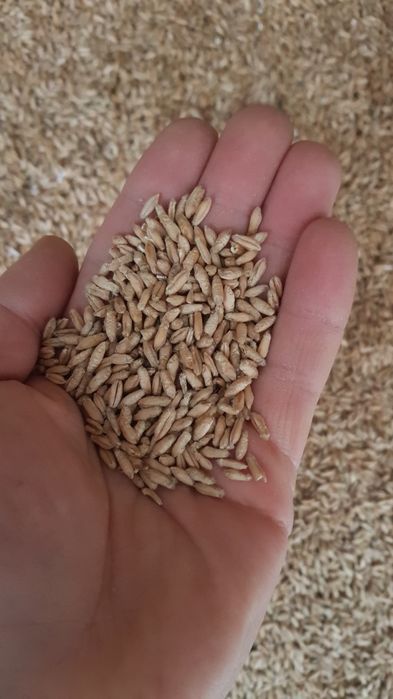 Vand triticale/grau furajer