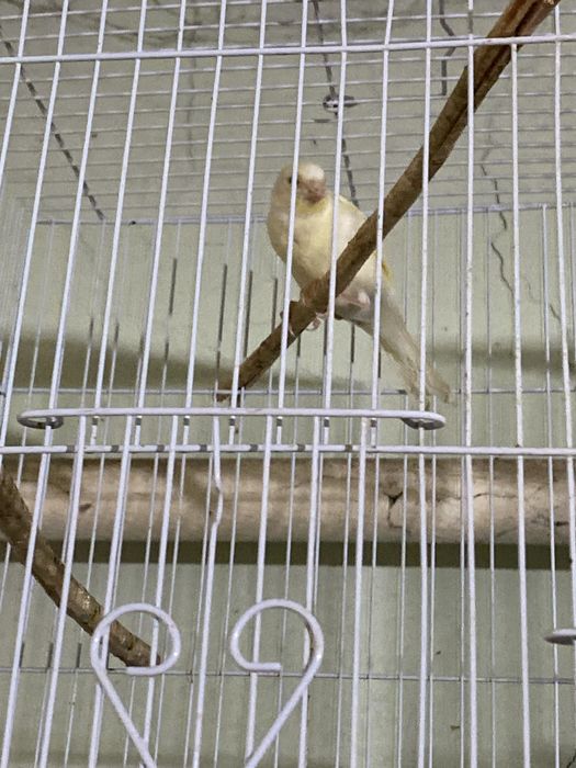 Продам канареек