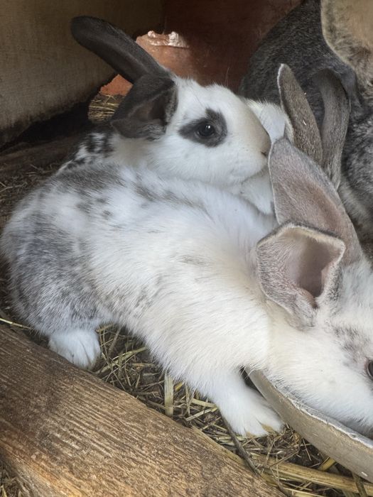 Продаются кролята