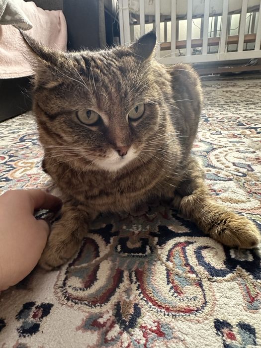 Пропала кошка, очень боится улицу