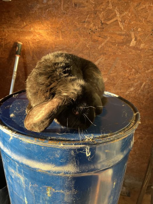 Iepuri berbec german