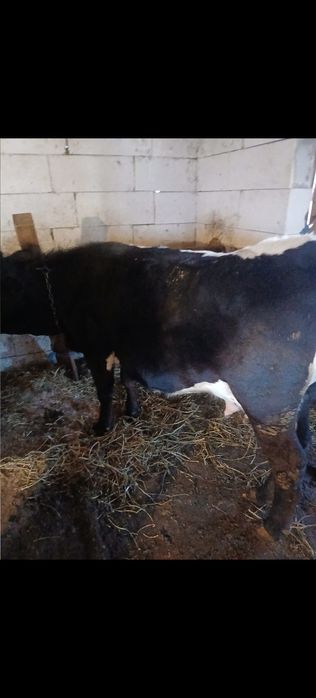 vând vaci și taurasi