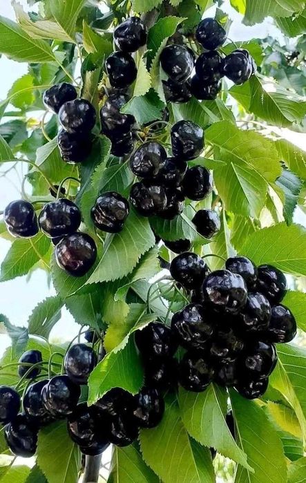 Pomi fructiferi, diverse soiuri. Arbusti.Ciresi amar maxut,Mosmon ...