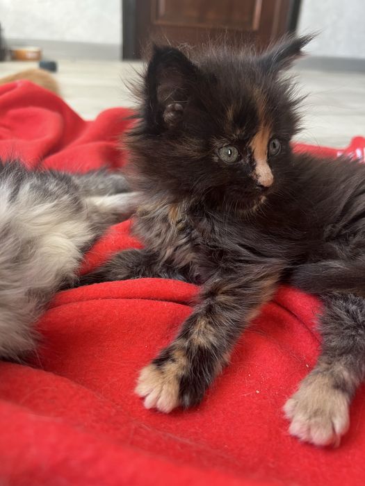 Продам Мейн Куна девочку