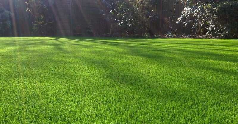 газон в саду газон