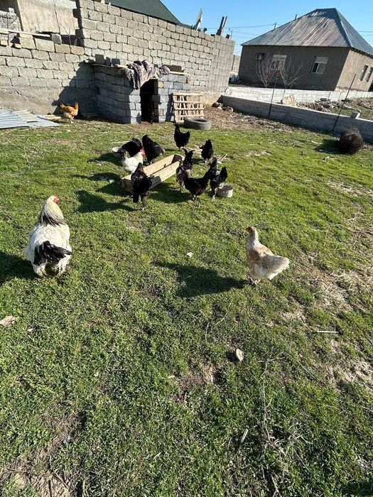 Тауықтар сатылады 7мыңнан