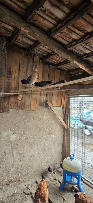 Vand gaini  phoenix , pui si oua de incubat