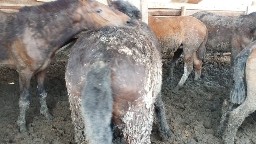 Жылқы бордақы соғымға жақсы