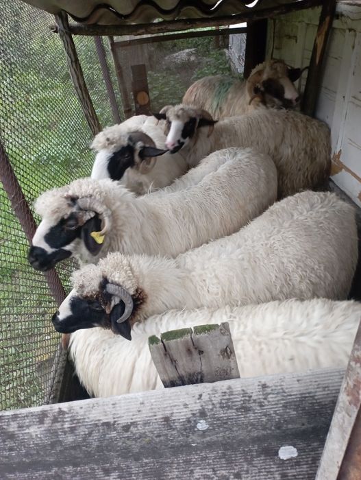 Oi tinere de vanzare